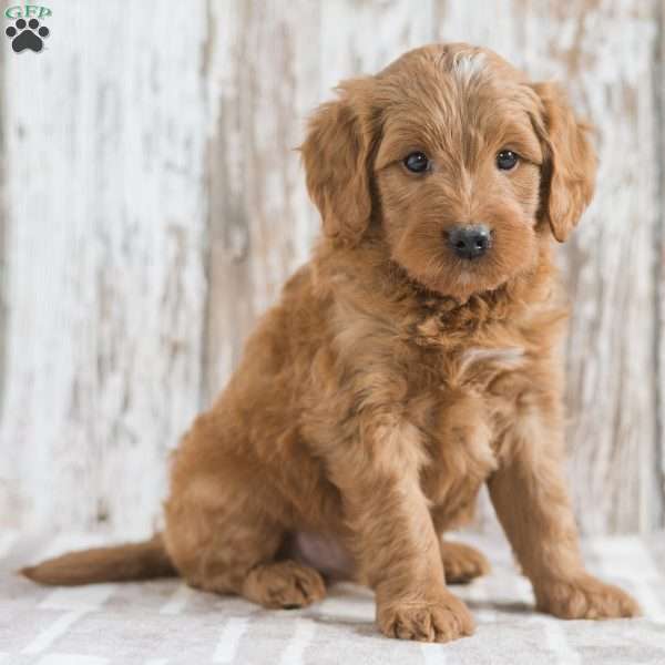 Jedrick, Mini Goldendoodle Puppy